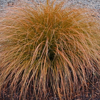 Carex glauca '' (042411)