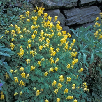Corydalis lutea '' (042441)