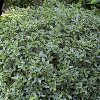 Daphne odora 'Aureo-marginatus' (042449)