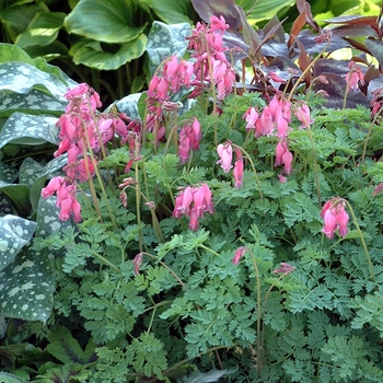 Dicentra 'King of Hearts' (042515)