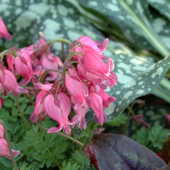 Dicentra 'King of Hearts' (042516)