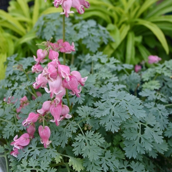 Dicentra 'King of Hearts' (042517)