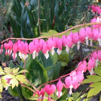 Dicentra 'King of Hearts' (042533)