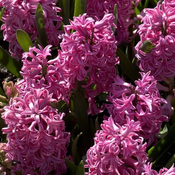 Hyacinthus orientalis 'Pink Pearl' (042658)