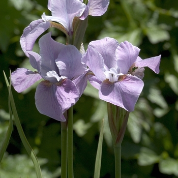 Iris sibirica 'Pink Haze' (042678)