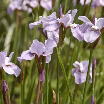 Iris sibirica 'Pink Haze' (042680)