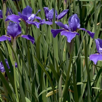 Iris sibirica 'Silver Edge' (042683)