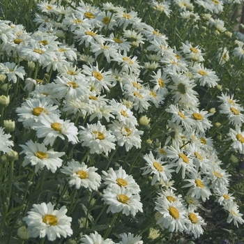 Leucanthemum x superbum 'Crazy Daisy' (042730)