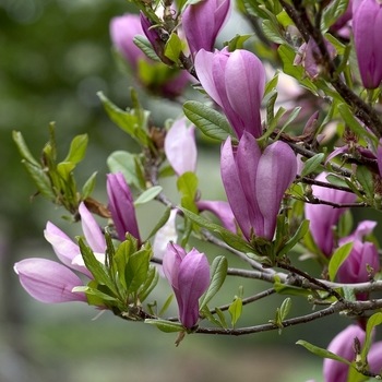 Magnolia 'Ann' (042743)