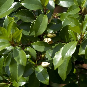 Magnolia figo '' (042746)