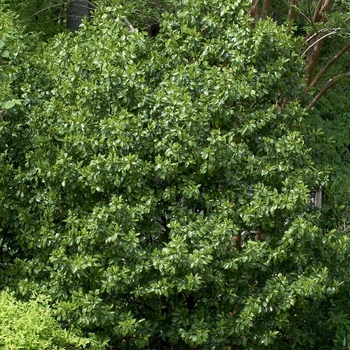 Magnolia figo '' (042747)