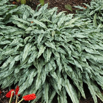 Pulmonaria longifolia ssp cevennensis '' (042945)