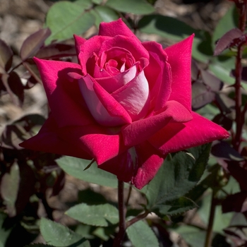 Rosa 'Love' (042964)