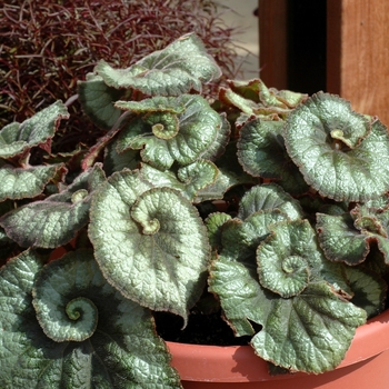 Begonia rex-cultorum 'Escargot' (043247)