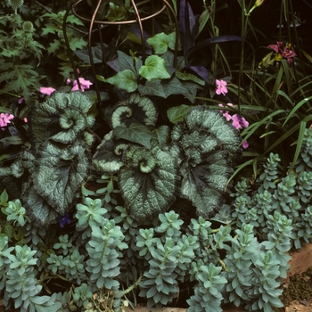 Begonia rex-cultorum 'Escargot' (043249)