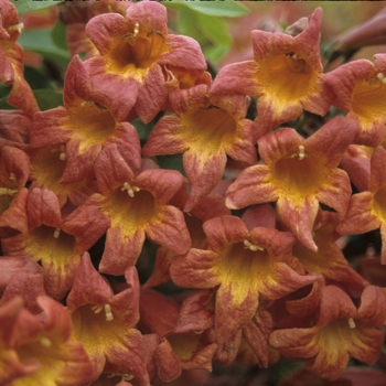 Bignonia capreolata 'Tangerine Beauty' (043468)