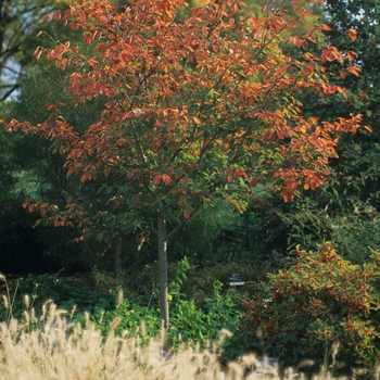 Amelanchier x grandiflora 'Autumn Brilliance™' (043487)