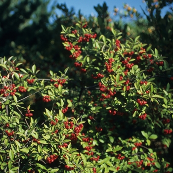 Aronia arbutifolia 'Brilliantissima' (043633)