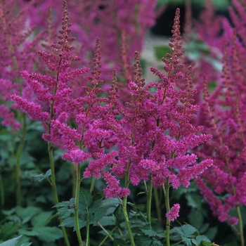 Astilbe chinensis 'Vision in Red' (043671)