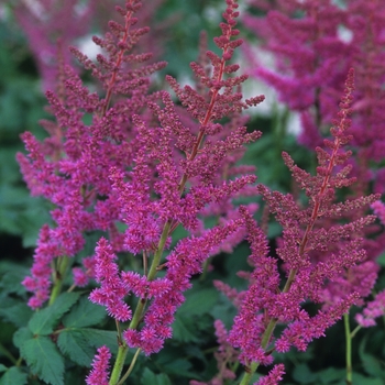 Astilbe chinensis 'Vision in Red' (043672)