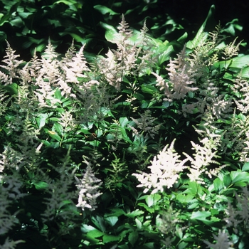 Astilbe japonica 'Europa' (043673)