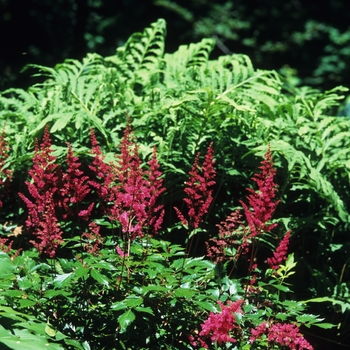 Astilbe x arendsii 'Fanal' (043688)