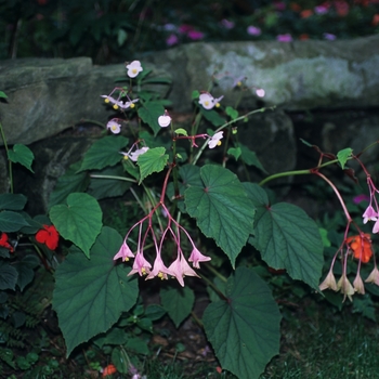 Begonia grandis '' (043734)