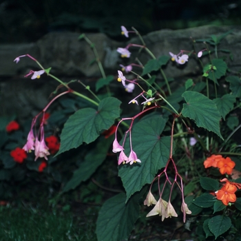 Begonia grandis '' (043735)