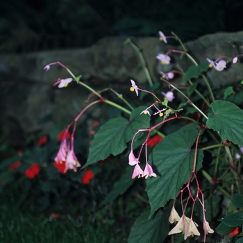 Begonia grandis '' (043736)