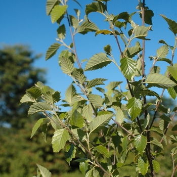 Betula nigra 'Dura Heat®' (043744)
