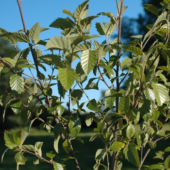 Betula nigra 'Dura Heat®' (043745)
