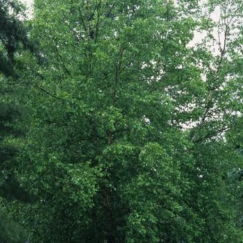 Betula nigra 'Heritage®' (043749)