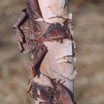 Betula nigra 'Heritage®' (043751)