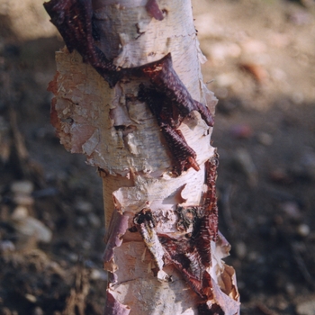 Betula nigra 'Heritage®' (043752)