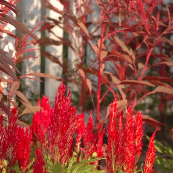 Celosia argentea plumosa 'Fresh Look Red' (044355)