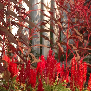 Celosia argentea plumosa 'Fresh Look Red' (044357)