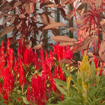 Celosia argentea plumosa 'Fresh Look Red' (044359)