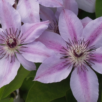 Clematis 'Nelly Moser' (044530)