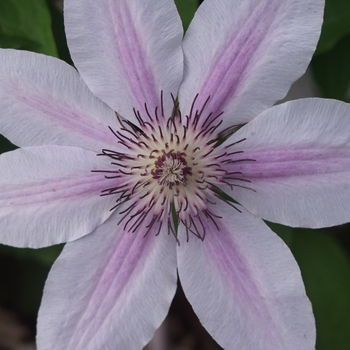 Clematis 'Nelly Moser' (044531)