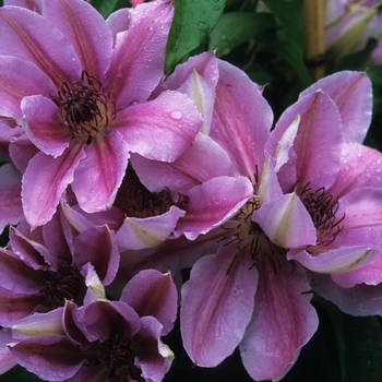 Clematis 'Nelly Moser' (044532)