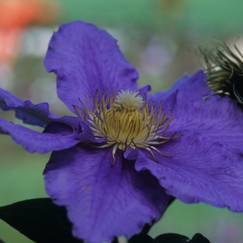Clematis 'Will Goodwin' (044554)