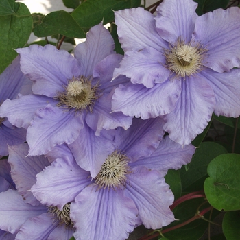 Clematis 'Will Goodwin' (044562)