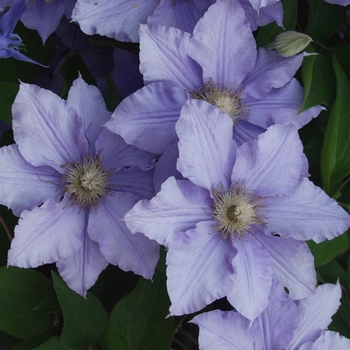 Clematis 'Will Goodwin' (044563)