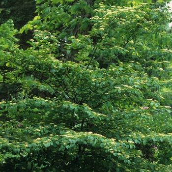 Cornus alternifolia '' (044602)