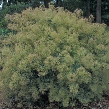 Cotinus coggygria 'Young Lady' (045053)