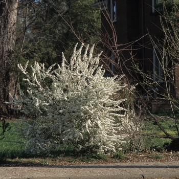 Spiraea prunifolia '' (045705)