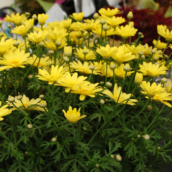 Argyranthemum frutescens 'Flutterby™ Yellow' (046585)