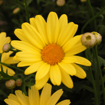Argyranthemum frutescens 'Flutterby™ Yellow' (046586)