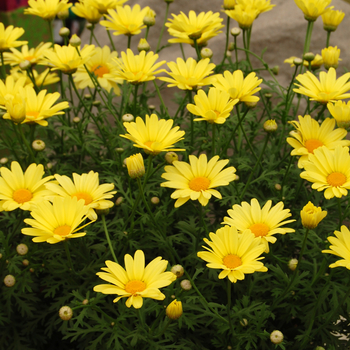Argyranthemum frutescens 'Flutterby™ Yellow' (046587)