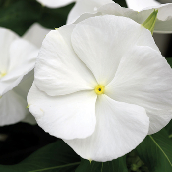 Catharanthus roseus Nirvana® 'White' (047234)
